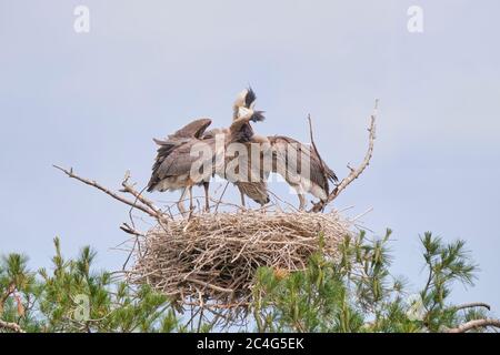 Großreiher füttert ihre Küken im Nest auf einer Kiefer in Kawartha Lakes Ontario Stockfoto