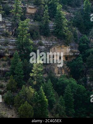 Walnut Canyon Nat'l Monument AZ / JUNI PM 900 Jahre alte Klippenwohnungen der Sinaguanischen Bevölkerung liegt in einer Felswand zwischen Ponderosa Pinien und tun eingebettet Stockfoto