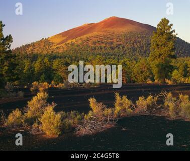 Sunset Crater National Monument AZ/SEPT das erste Licht wärmt das Pfeilkraut auf einem Feld vulkanischer Asche unter dem Sunset Crater. Stockfoto