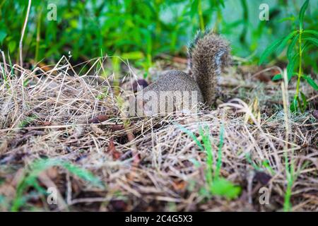 Eastern Grey Eichhörnchen graben in Boden auf der Suche nach Nahrung zu essen Stockfoto