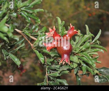 Kleine Granatäpfel wachsen auf einem Baum Stockfoto