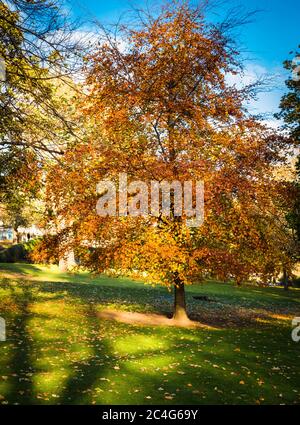 Buche im Herbst colurs in Princes Street Gardens, Edinburgh, Schottland, Vereinigtes Königreich. Stockfoto