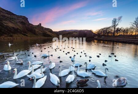 Schwäne am St. Margaret's Loch im Queen's Park, Edinburgh, Schottland, Großbritannien. Stockfoto