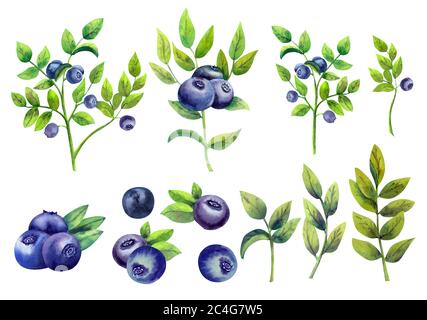 Heidelbeeren und Blätter gesetzt. Handgezeichnete Aquarellillustration, isoliert auf weißem Hintergrund Stockfoto