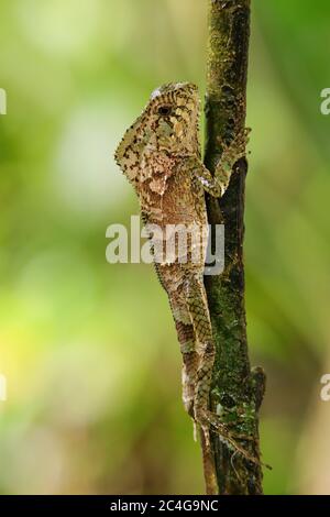 Männlicher glatter, helmeted Leguan (Corytophanes cristatus), der auf einem Baumstamm sitzt, Costa Rica Stockfoto