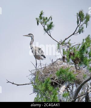 Jungtier Blaureiher steht am Rande des Nestes und scheint den Flug zu betrachten. Stockfoto