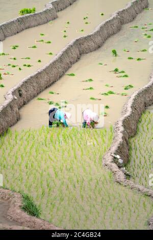 Mu Cang Chai, Yen Bai Provinz, Vietnam - 31. Mai 2020 - Bauern arbeiten auf der Reisterrasse Stockfoto