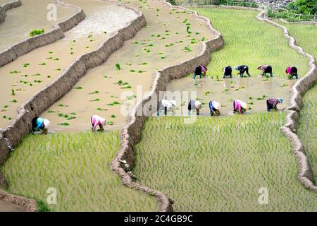 Mu Cang Chai, Yen Bai Provinz, Vietnam - 31. Mai 2020 - Bauern arbeiten auf der Reisterrasse Stockfoto