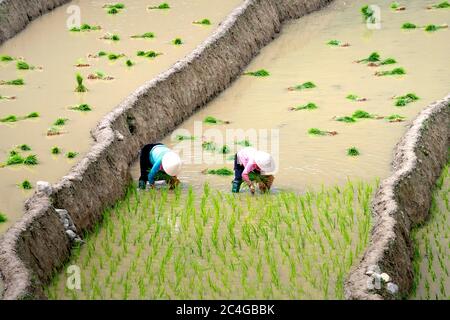 Mu Cang Chai, Yen Bai Provinz, Vietnam - 31. Mai 2020 - Bauern arbeiten auf der Reisterrasse Stockfoto