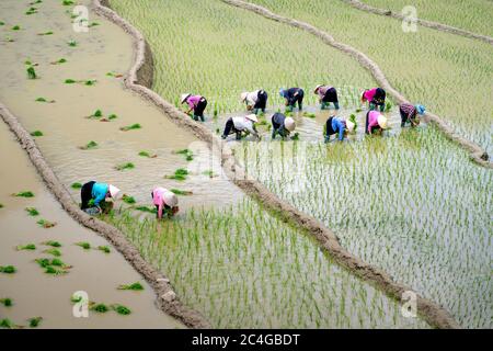 Mu Cang Chai, Yen Bai Provinz, Vietnam - 31. Mai 2020 - Bauern arbeiten auf der Reisterrasse Stockfoto