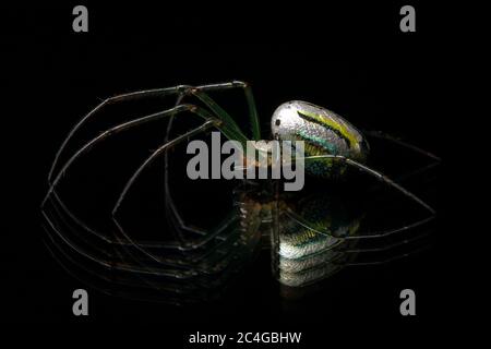 Orchard Spider oder Orchard Orbweaver (Leucauge venusta) [kontrolliertes Exemplar] - Brevard, North Carolina, USA Stockfoto