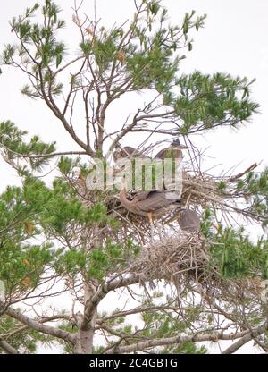 Mehrere Großreiher Nester und Jungreiher in einer Kiefer in Kawartha Lakes Ontario gefunden. Stockfoto