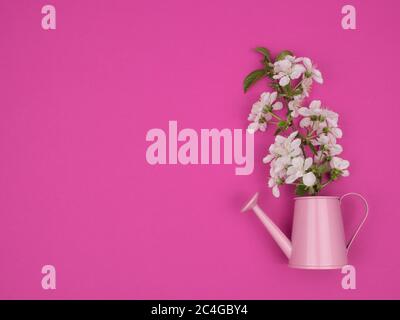 Ein Zweig von Kirsche blüht in einer Gießkanne auf einem rosa Hintergrund. Stockfoto