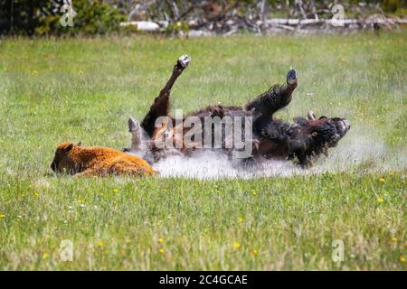 Weibliche Bison, die ein Staubbad mit einem Kalb in der Nähe, Yellowstone National Park, Wyoming, USA Stockfoto