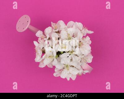 Ein Blumenstrauß in einer Gießkanne auf rosa Hintergrund. Stockfoto