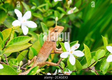 Oriental Garden Eidechse zwischen weißen Blumen auf einem Busch, Phuket, Thailand Stockfoto