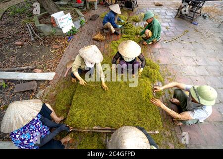 Thai Thuy District, Thai Binh Province, Vietnam - 27. Mai 2020: Dorfbauern, die manuelle Arbeit leisten, sind: Schneiden und Sortieren von Zigaretten in Thai Thuy DIS Stockfoto