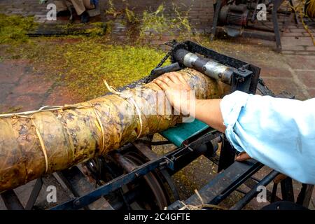 Thai Thuy District, Thai Binh Province, Vietnam - 27. Mai 2020: Dorfbauern, die manuelle Arbeit leisten, sind: Schneiden und Sortieren von Zigaretten in Thai Thuy DIS Stockfoto