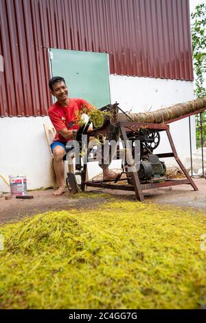 Thai Thuy District, Thai Binh Province, Vietnam - 27. Mai 2020: Dorfbauern, die manuelle Arbeit leisten, sind: Schneiden und Sortieren von Zigaretten in Thai Thuy DIS Stockfoto