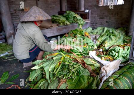 Thai Thuy District, Thai Binh Province, Vietnam - 27. Mai 2020: Eine nicht identifizierte Frau sortiert und bündelt Tabakblätter zur Weiterverarbeitung Stockfoto