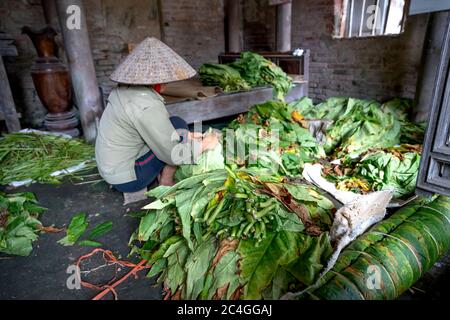 Thai Thuy District, Thai Binh Province, Vietnam - 27. Mai 2020: Eine nicht identifizierte Frau sortiert und bündelt Tabakblätter zur Weiterverarbeitung Stockfoto