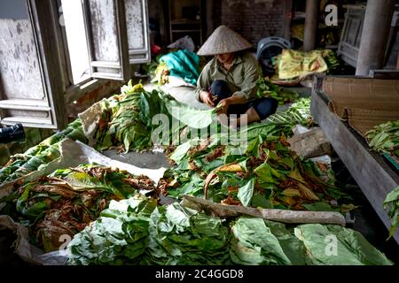 Thai Thuy District, Thai Binh Province, Vietnam - 27. Mai 2020: Eine nicht identifizierte Frau sortiert und bündelt Tabakblätter zur Weiterverarbeitung Stockfoto