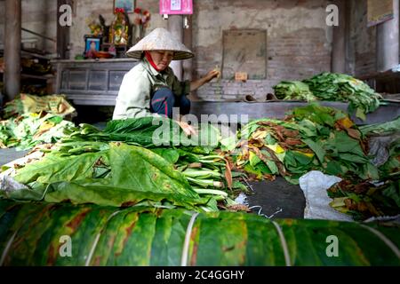 Thai Thuy District, Thai Binh Province, Vietnam - 27. Mai 2020: Eine nicht identifizierte Frau sortiert und bündelt Tabakblätter zur Weiterverarbeitung Stockfoto