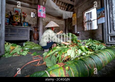 Thai Thuy District, Thai Binh Province, Vietnam - 27. Mai 2020: Eine nicht identifizierte Frau sortiert und bündelt Tabakblätter zur Weiterverarbeitung Stockfoto