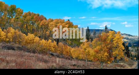 Der Dixie Nationalwald mit Espenbäumen im Herbst. Weiße Rinde mit gelbem, orangefarbenem und rotem Laub an den Zweigen. Stockfoto