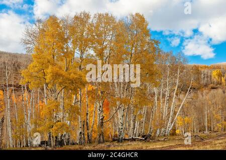 Der Dixie Nationalwald mit Espenbäumen im Herbst. Weiße Rinde mit gelbem, orangefarbenem und rotem Laub an den Zweigen. Stockfoto