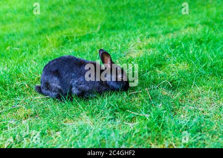Niedliche liebenswert schwarz flauschig Kaninchen oder Hase zupft grünes Gras auf dem Rasen im Park. Stockfoto