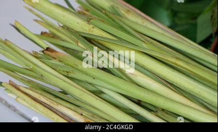 Nahaufnahme von Zitronengras Stockfoto