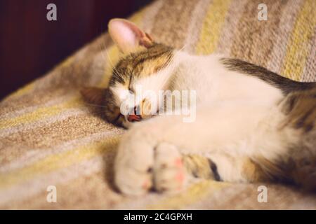 Liebenswert gerettete tabby Katze schlafen auf dem Bett. Stockfoto