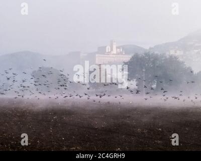 Surreale Sicht auf die Kirche Assisi und St. Franziskus (Umbrien, Italien) mitten im Nebel mit einer Vogelschar über einem kultivierten Feld Stockfoto
