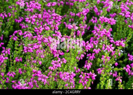 Glocke Heide Erica cinerea Sommer Gold Stockfoto