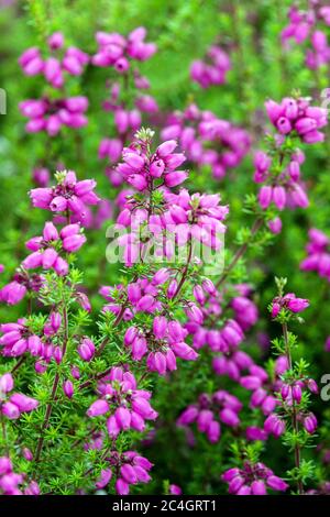 Glocke Heide Erica cinerea Sommer Gold Stockfoto