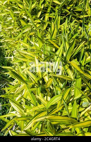 Pigmy Green Stripe Bambus Pleioblastus viridistriatus auricoma Stockfoto