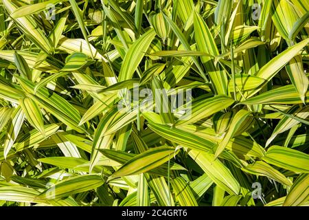 Pigmy Green Stripe Bambus Pleioblastus viridistriatus auricoma Stockfoto