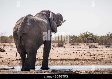 Rogue Male White Etosha Elefant Stier trinken aus Tobiroen Wasserloch in der Etosha Pan, Namibia, Afrika Stockfoto