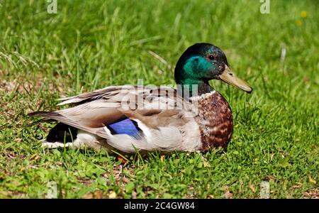 Mallard Männchen liegt im Gras und ruht Stockfoto