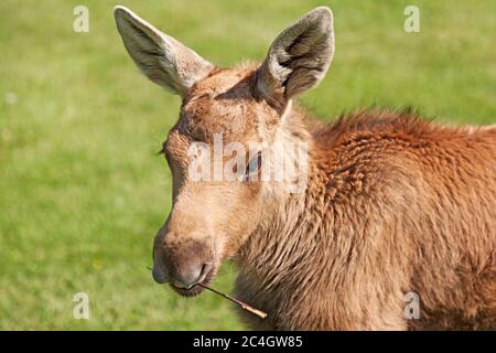 Elchkalb in Bjurholm beim Essen auf einem Stock Stockfoto