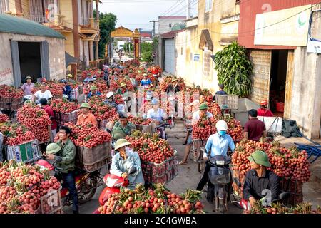 Luc Ngan District, Bac Giang Province, Vietnam - Jun 10, 2020: Bauern ernten Litchi Früchte und transportieren sie mit dem Motorrad zum Verkauf auf dem Markt Stockfoto