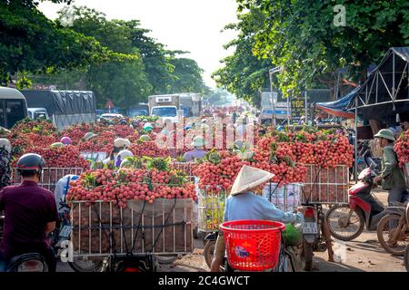 Luc Ngan District, Bac Giang Province, Vietnam - Jun 10, 2020: Bauern ernten Litchi Früchte und transportieren sie mit dem Motorrad zum Verkauf auf dem Markt Stockfoto