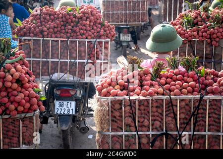 Luc Ngan District, Bac Giang Province, Vietnam - Jun 10, 2020: Bauern ernten Litchi Früchte und transportieren sie mit dem Motorrad zum Verkauf auf dem Markt Stockfoto