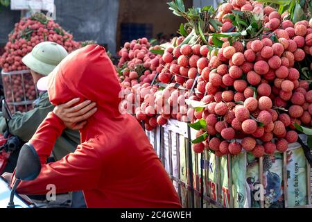 Luc Ngan District, Bac Giang Province, Vietnam - Jun 10, 2020: Bauern ernten Litchi Früchte und transportieren sie mit dem Motorrad zum Verkauf auf dem Markt Stockfoto