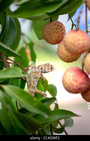 gecko auf einem Litchi-Baum Stockfoto