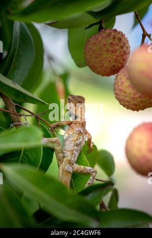 gecko auf einem Litchi-Baum Stockfoto