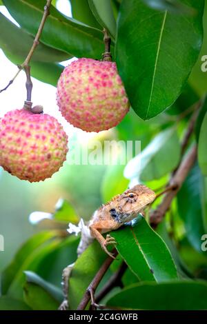 gecko auf einem Litchi-Baum Stockfoto