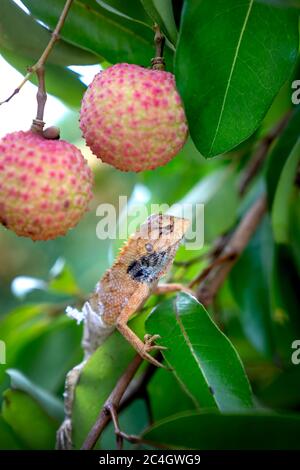 gecko auf einem Litchi-Baum Stockfoto