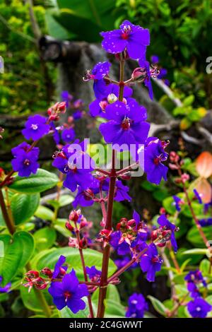 Purple Venus's Looking Glass Legousia Speculum-Veneris Blossom Blühende Macro Bellevue Washington State Stockfoto